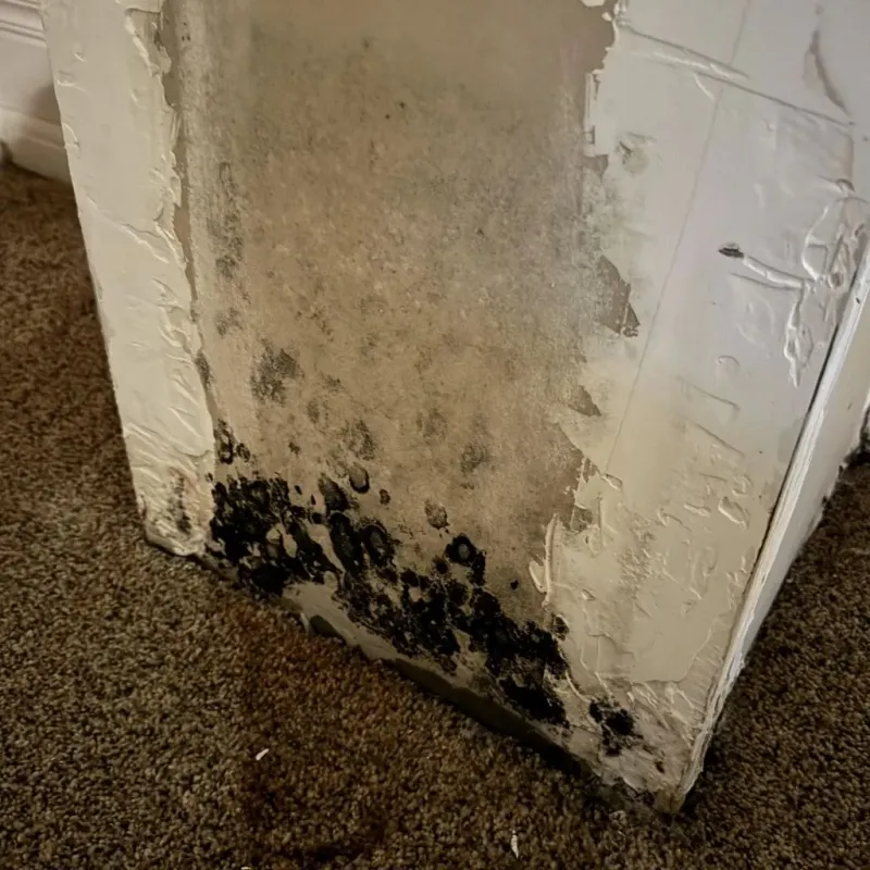 Professional Mold Removal in Lewiston, ID